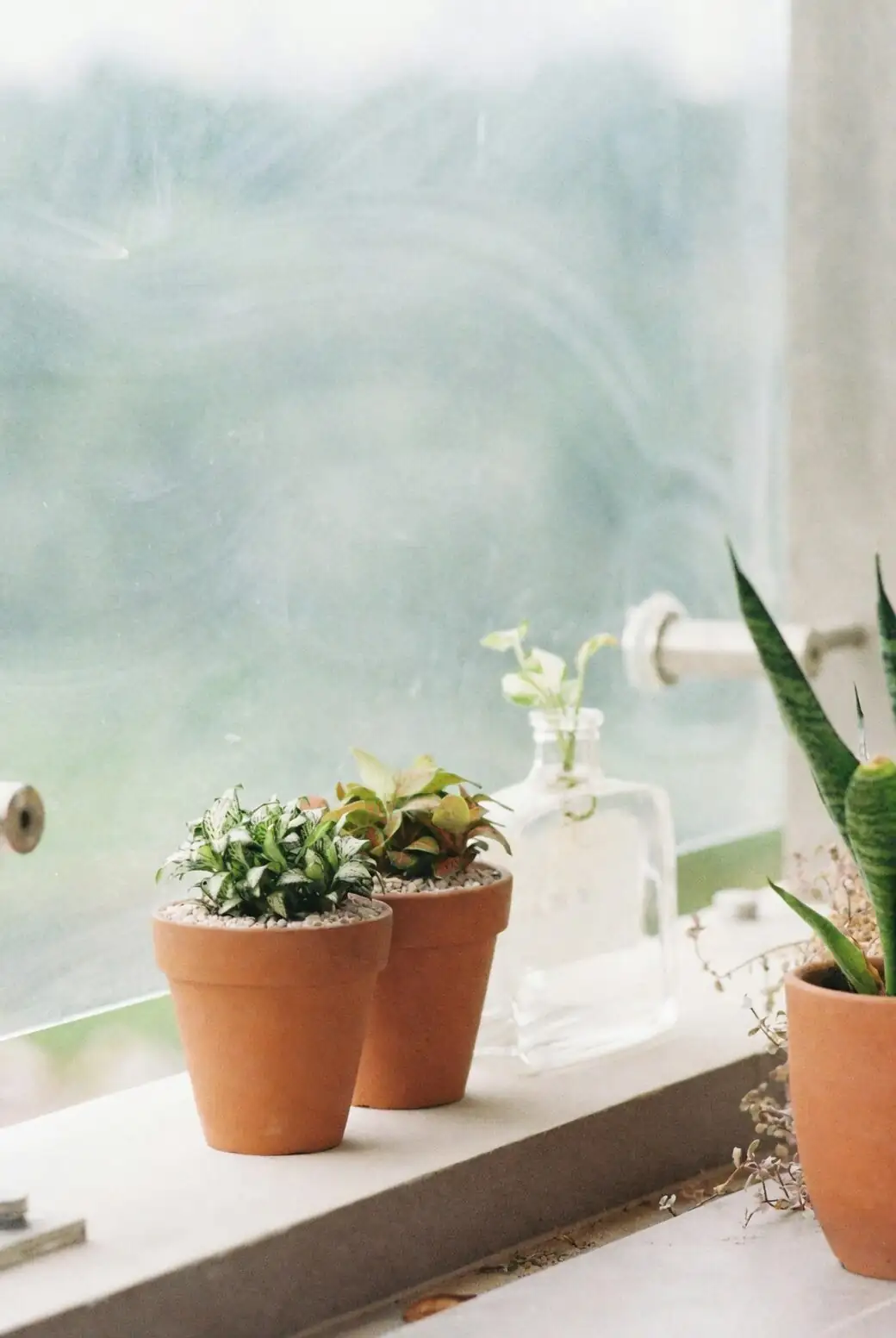 过敏体质和毛孩子请注意：多花报春的报春花碱科普与安全摆放指南
