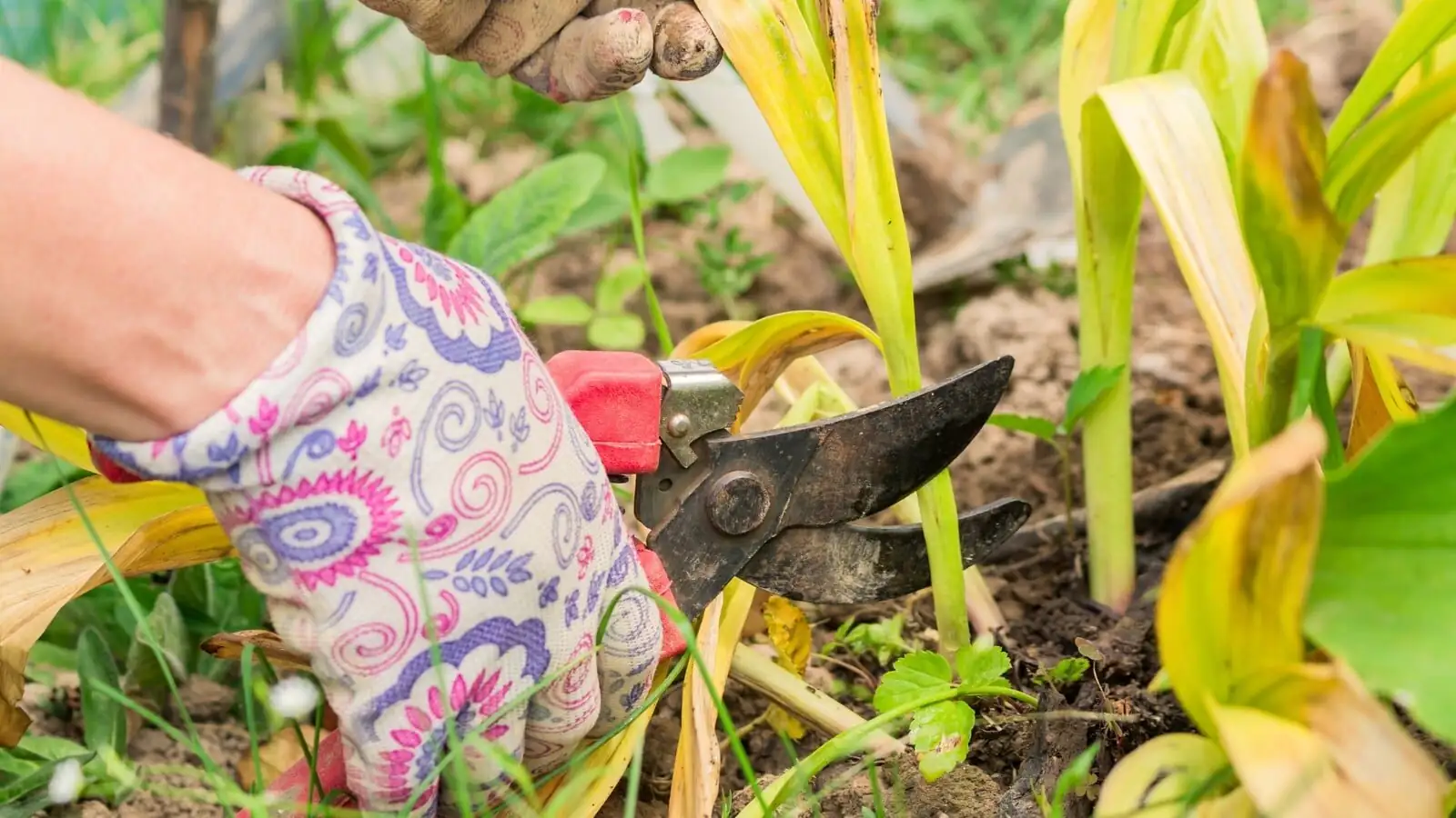 pruning primrose with garden gloves