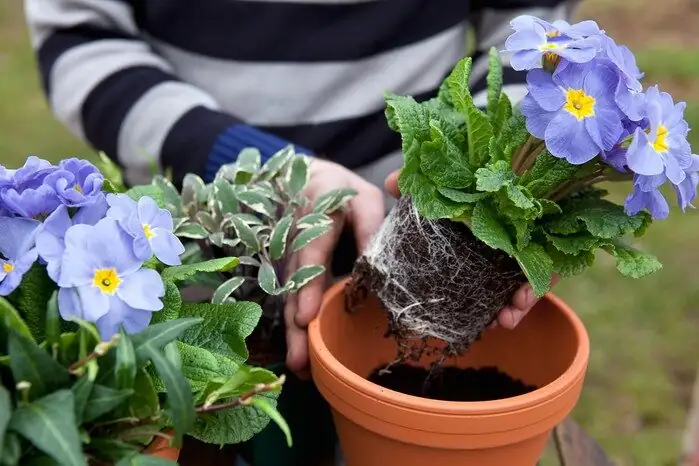 watering primrose along pot edge