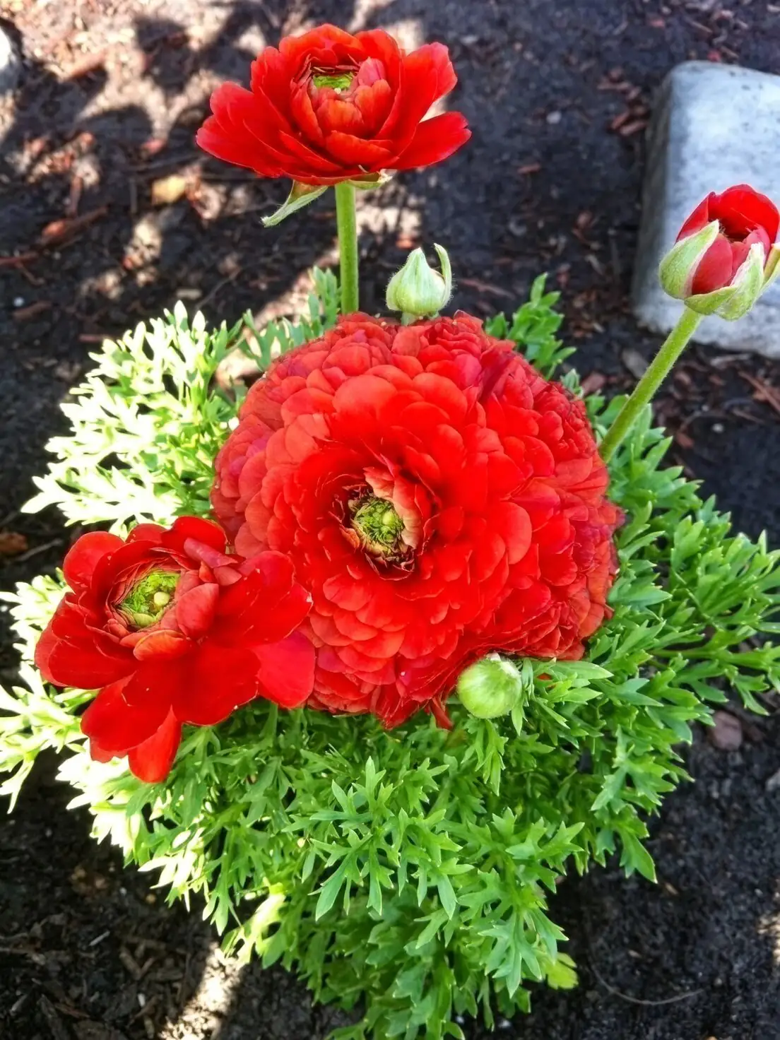 Persian buttercup 12cm pot three plants