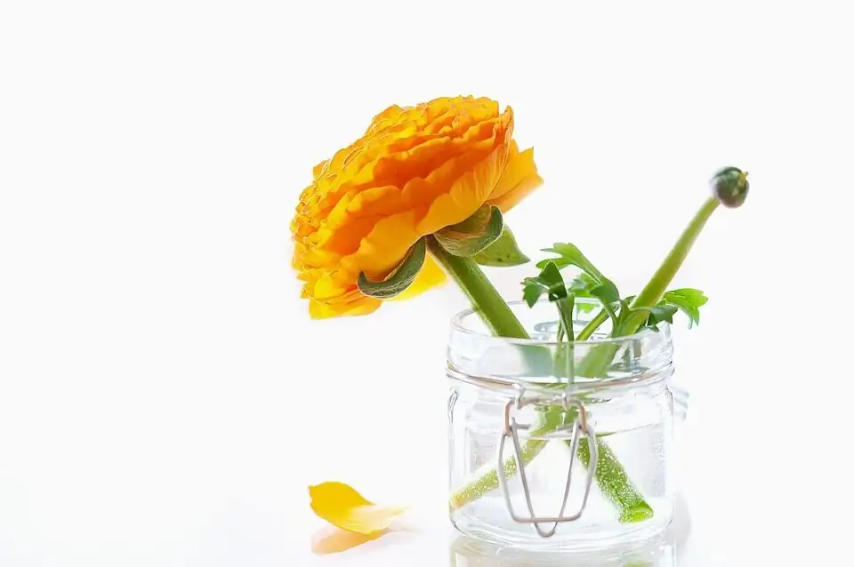 ranunculus gray mold on petals