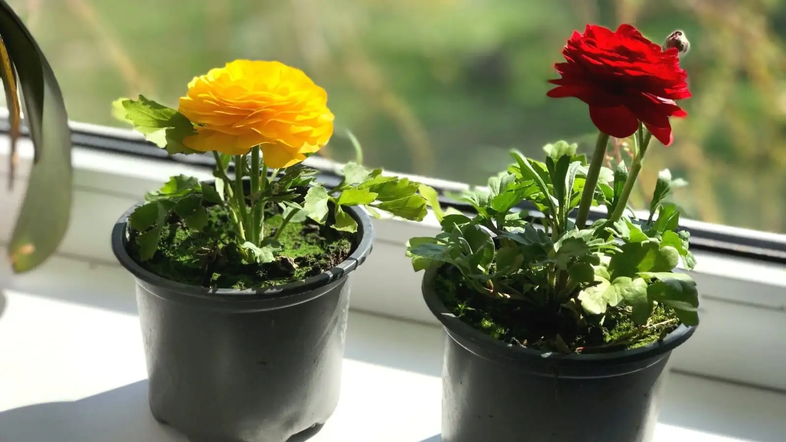 ranunculus balcony fan spacing pots