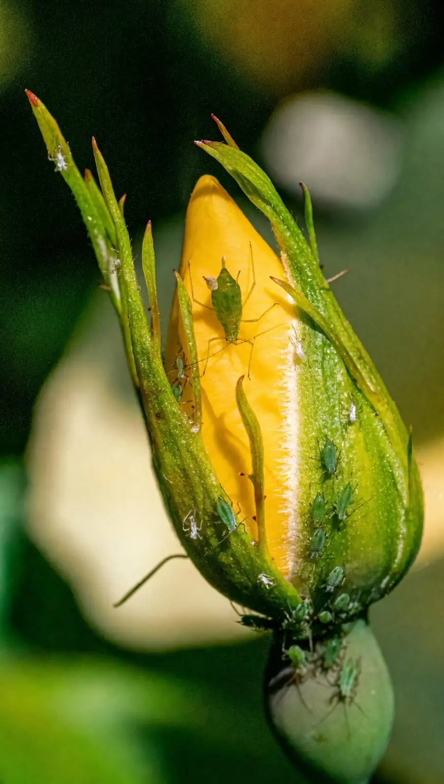aphids on ranunculus flower buds