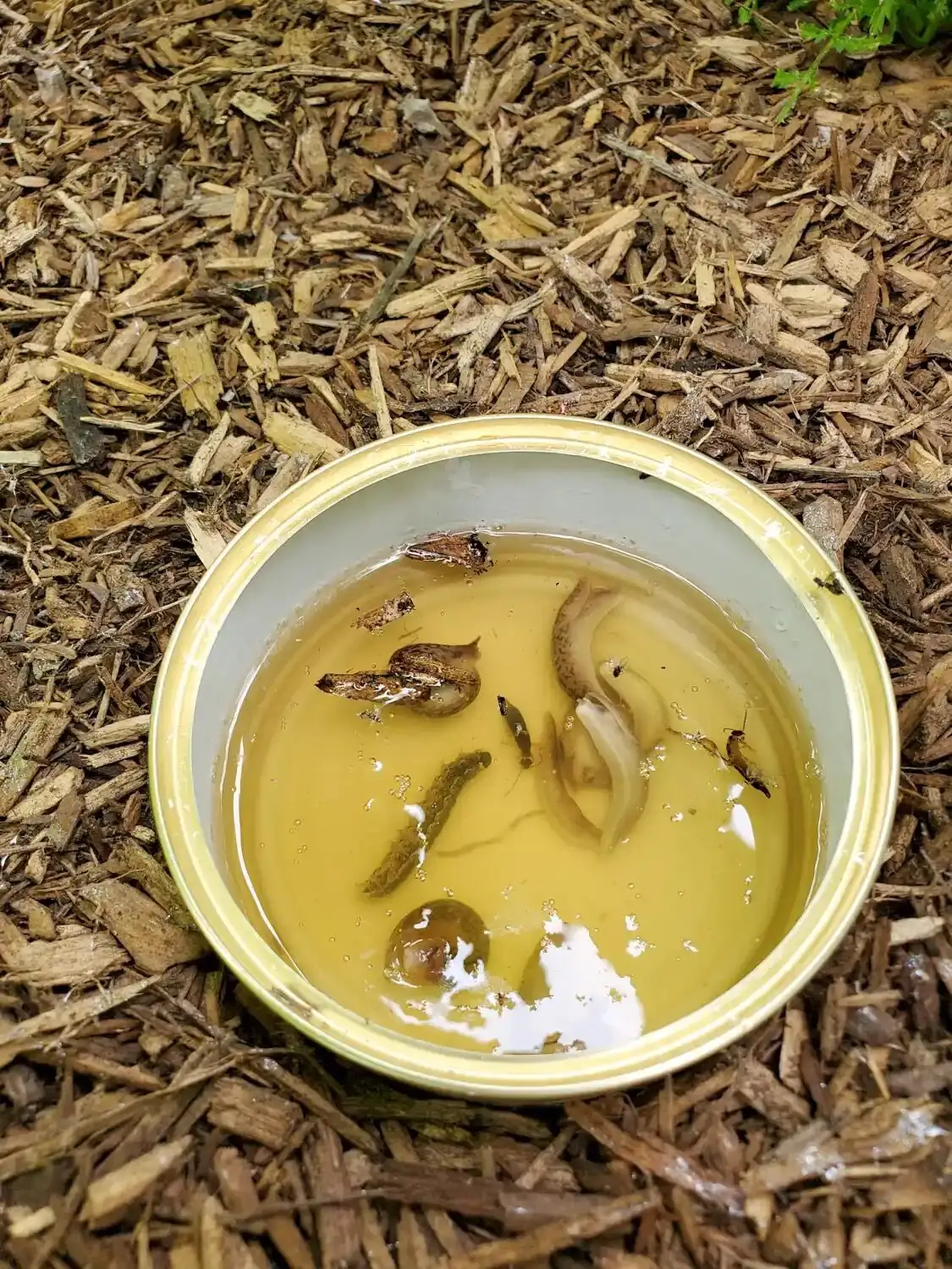 slug beer trap near ranunculus