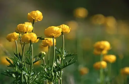 wild ranunculus mediterranean hillside