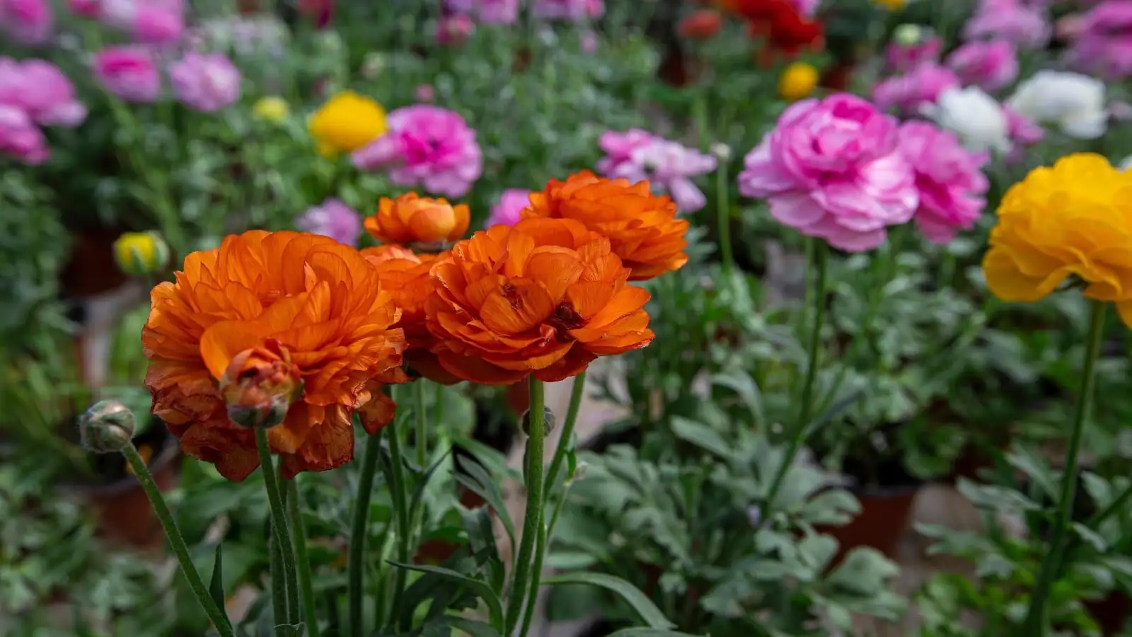ranunculus garden bed color gradient