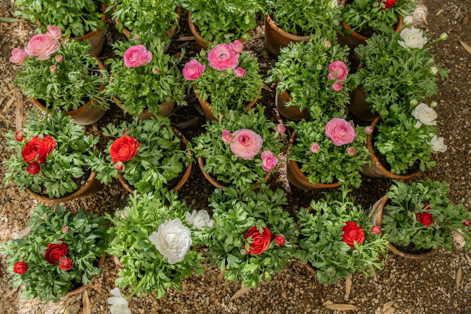 ranunculus balcony pot 3 plants
