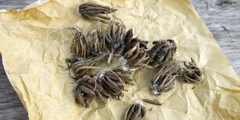 ranunculus tuber crown close-up