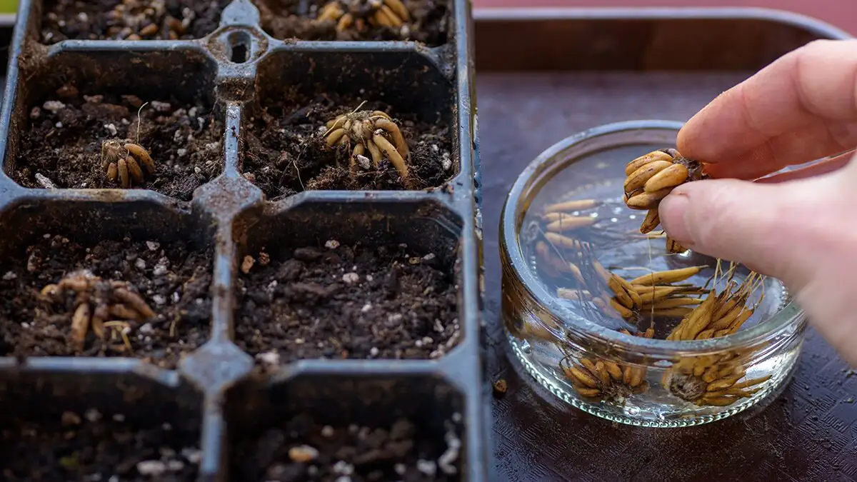 planting ranunculus tubers shallow