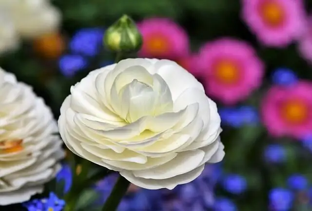 ranunculus petals backlit macro