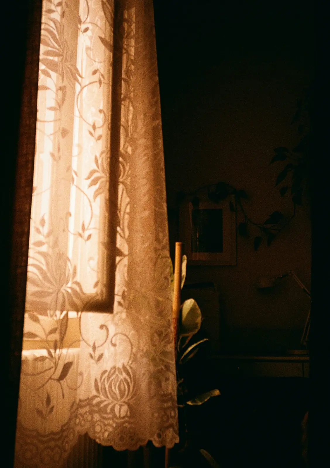 ranunculus window morning light curtain