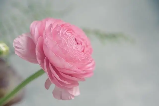 ranunculus pink white orange row