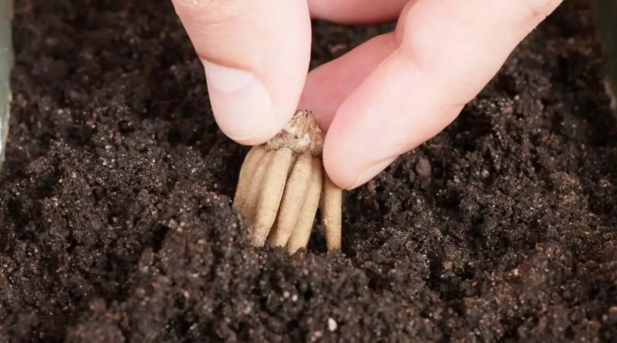 ranunculus tuber planting pot hands