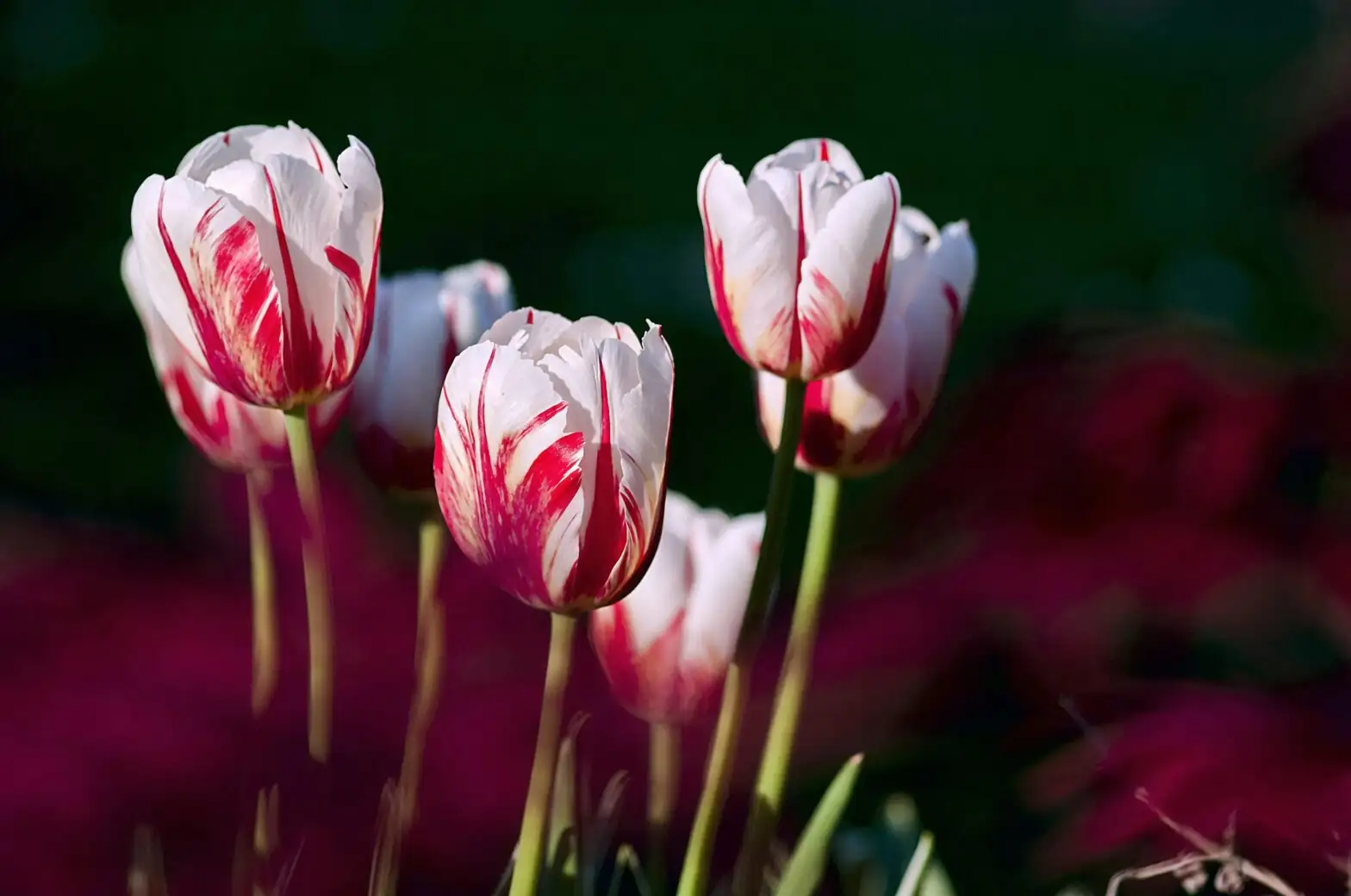 ranunculus tulips iris spring border