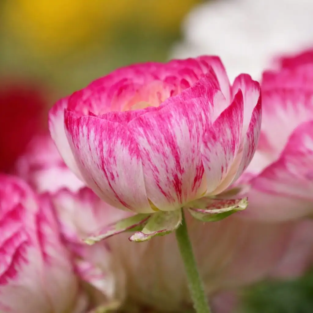 ranunculus buds showing color closeup