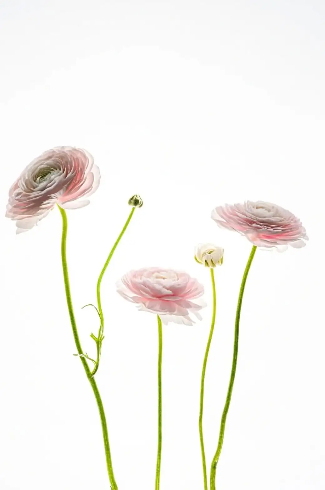 ranunculus backlit petals close up