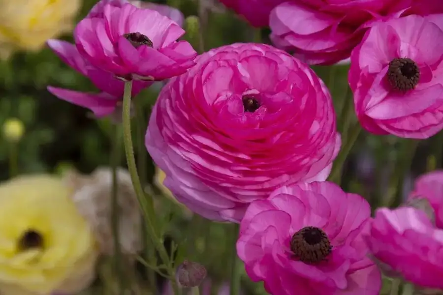 ranunculus tubers planting depth
