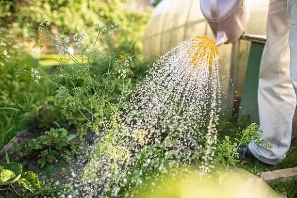 ranunculus liquid fertilizer watering