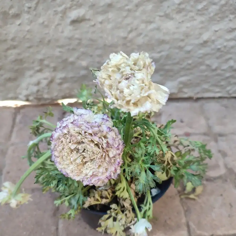 ranunculus heat stress wilting