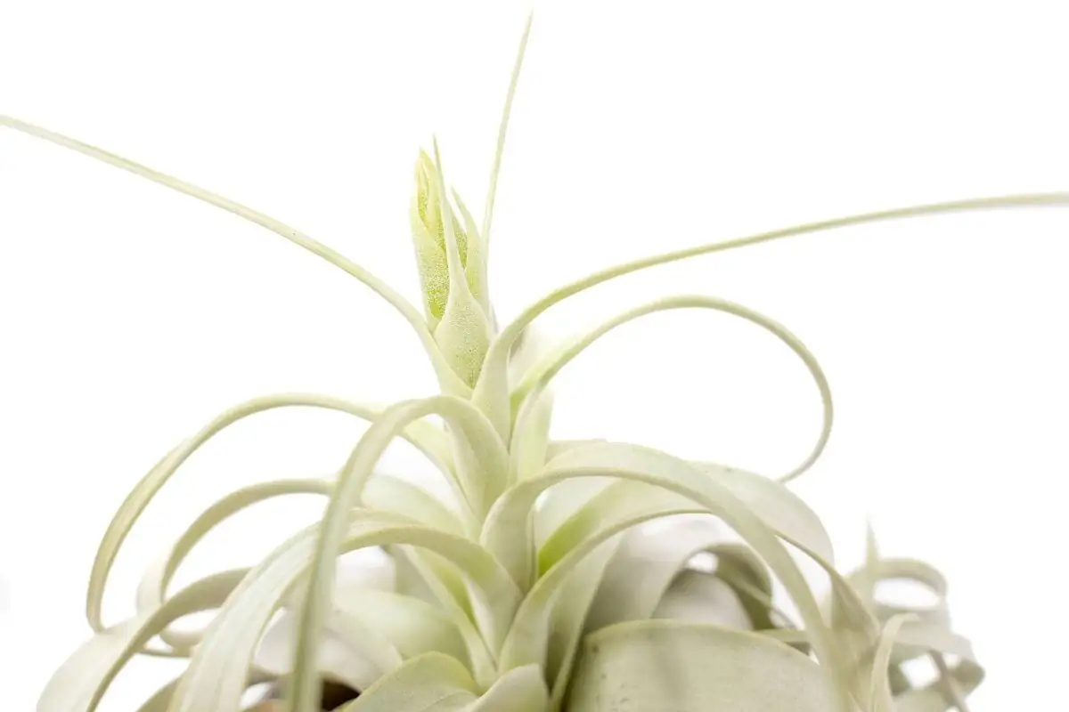 tillandsia silver vs green leaves