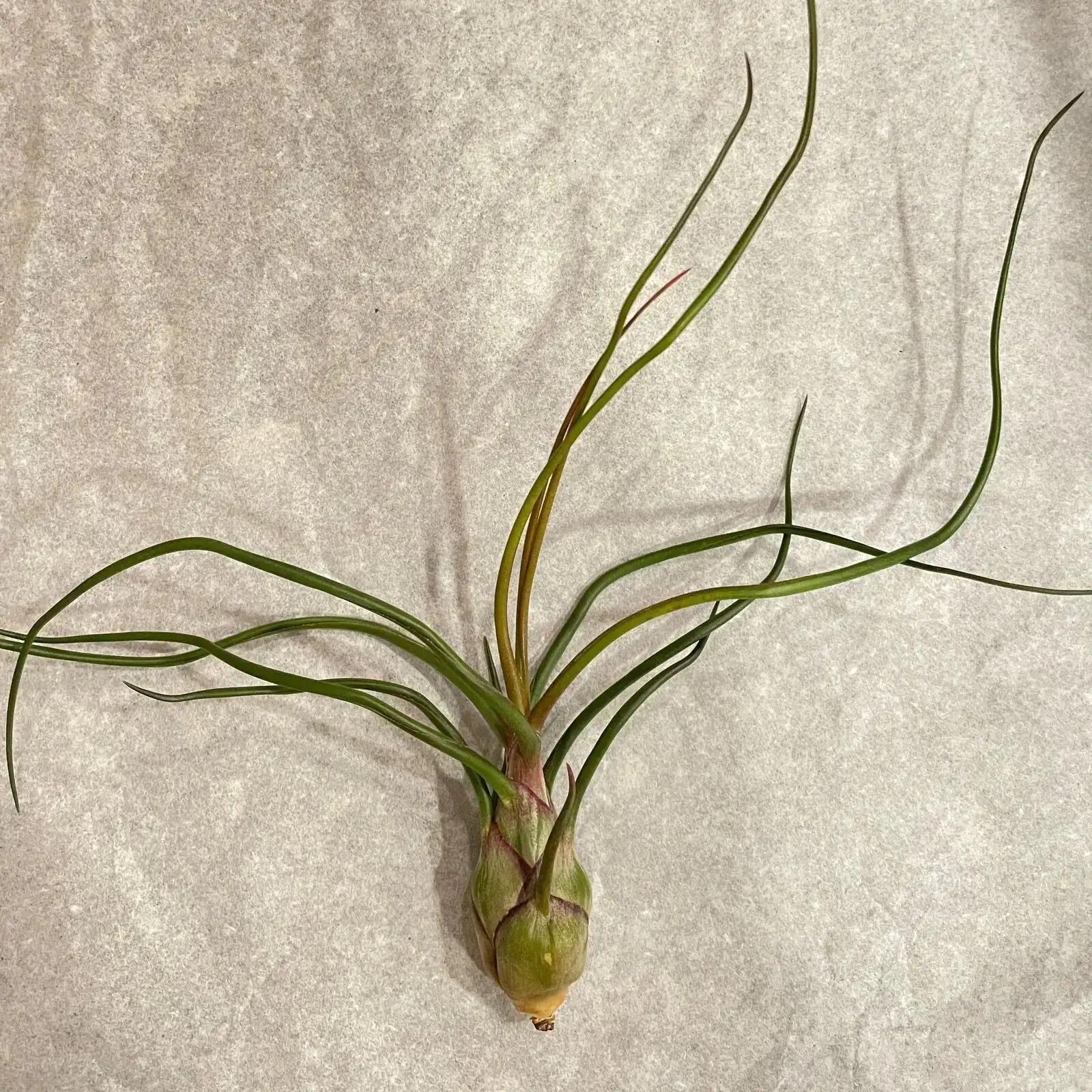 tillandsia sunburn leaf spots