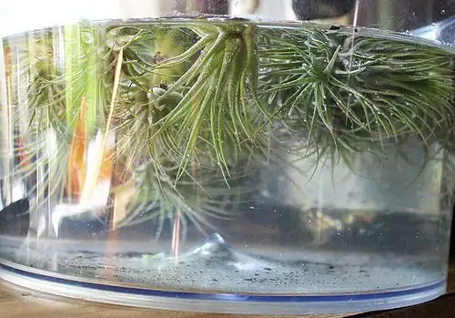 tillandsia soaking in bowl