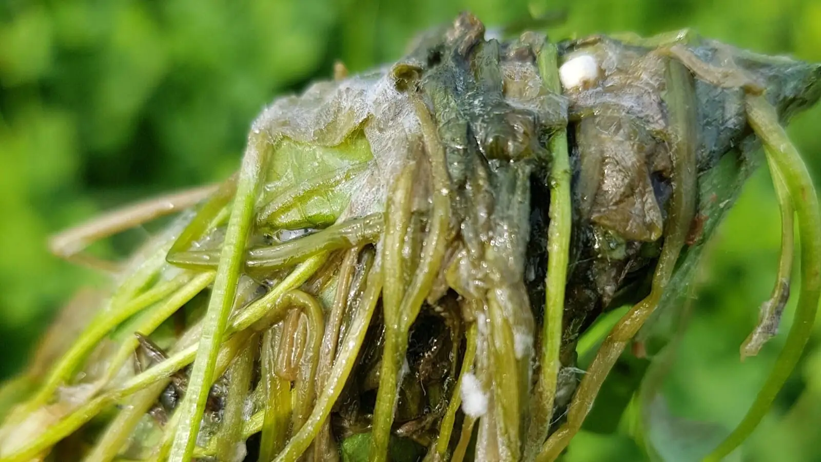 air plant crown rot close up