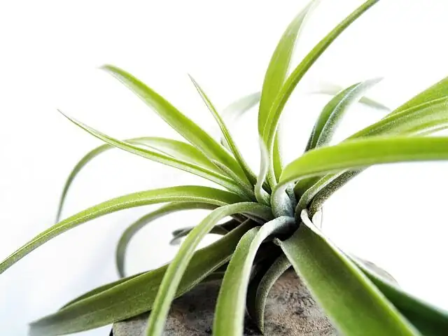 air plant mealybugs leaf axil