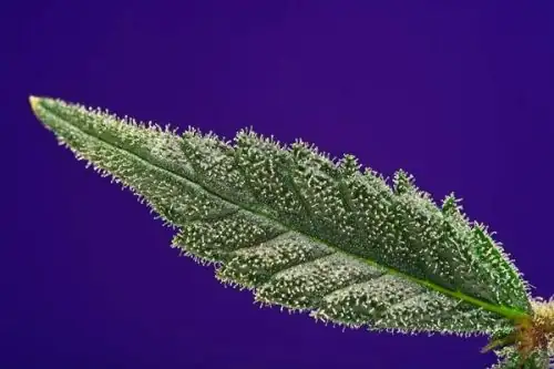 tillandsia leaf trichomes macro