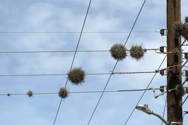 tillandsia on power lines