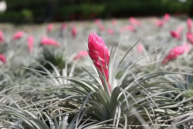 tillandsia ionantha blooming red bracts