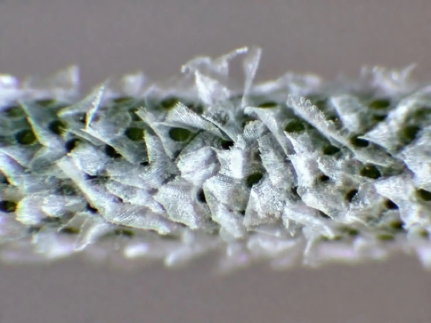 tillandsia trichomes macro mist