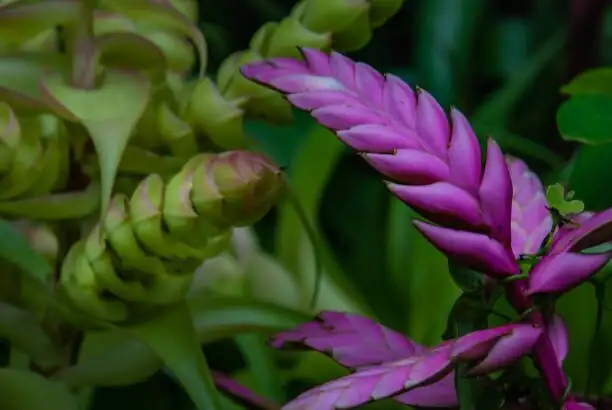 tillandsia bloom pink bracts close up