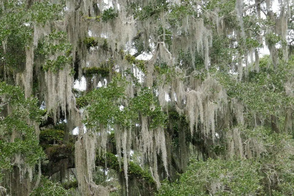 tillandsia usneoides live oak hanging