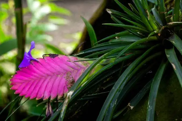 tillandsia in bloom pink bracts