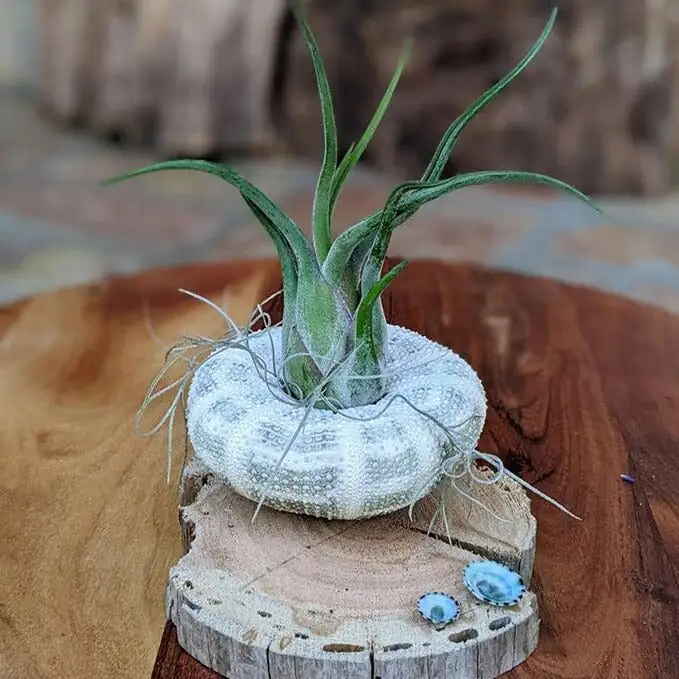 tillandsia gift box arrangement