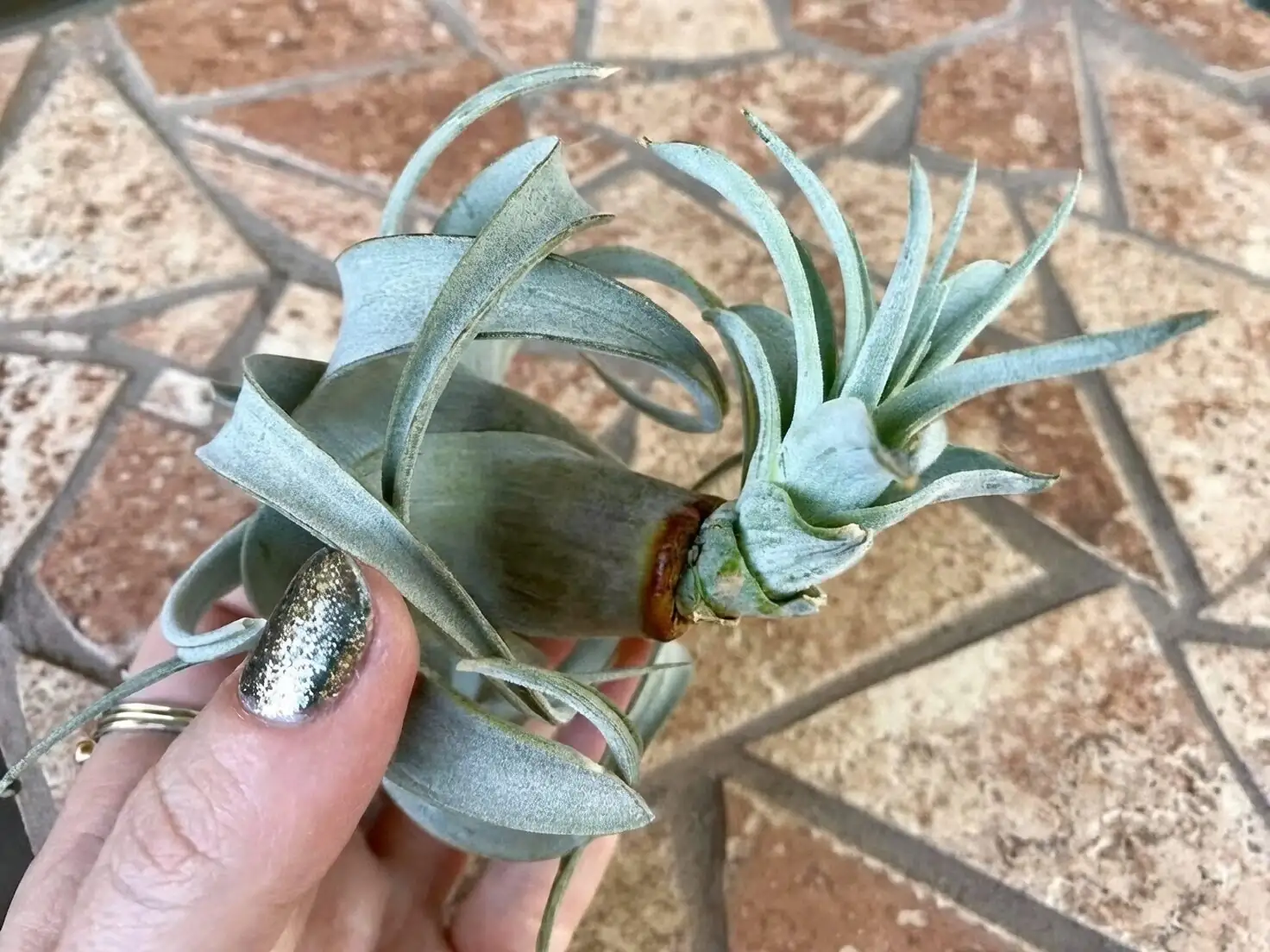 tillandsia pup on mother close-up