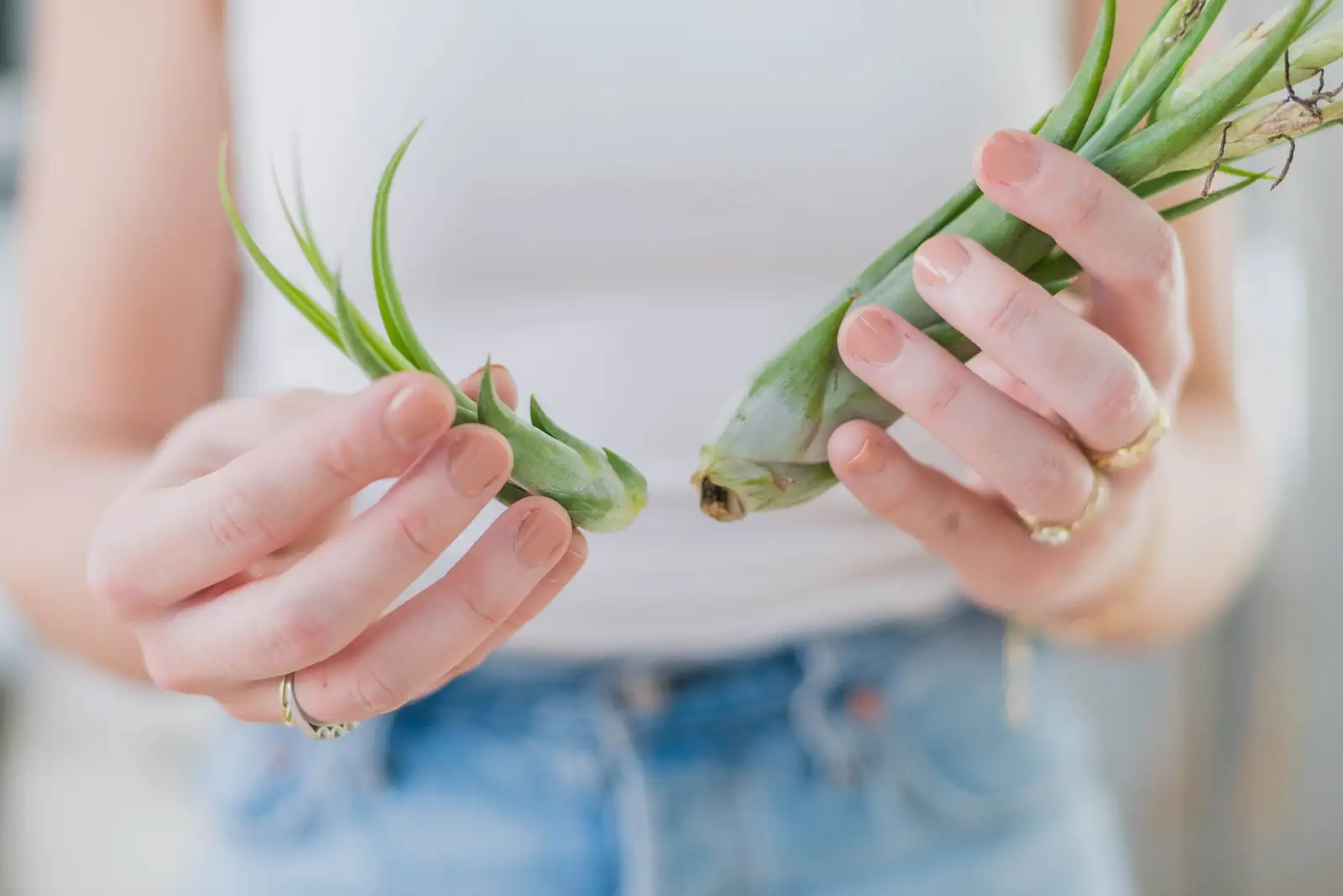 tillandsia pup separation knife
