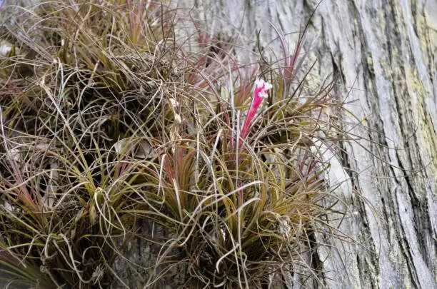 tillandsia seeds with tufts sowing