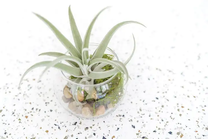 tillandsia open glass bowl decor