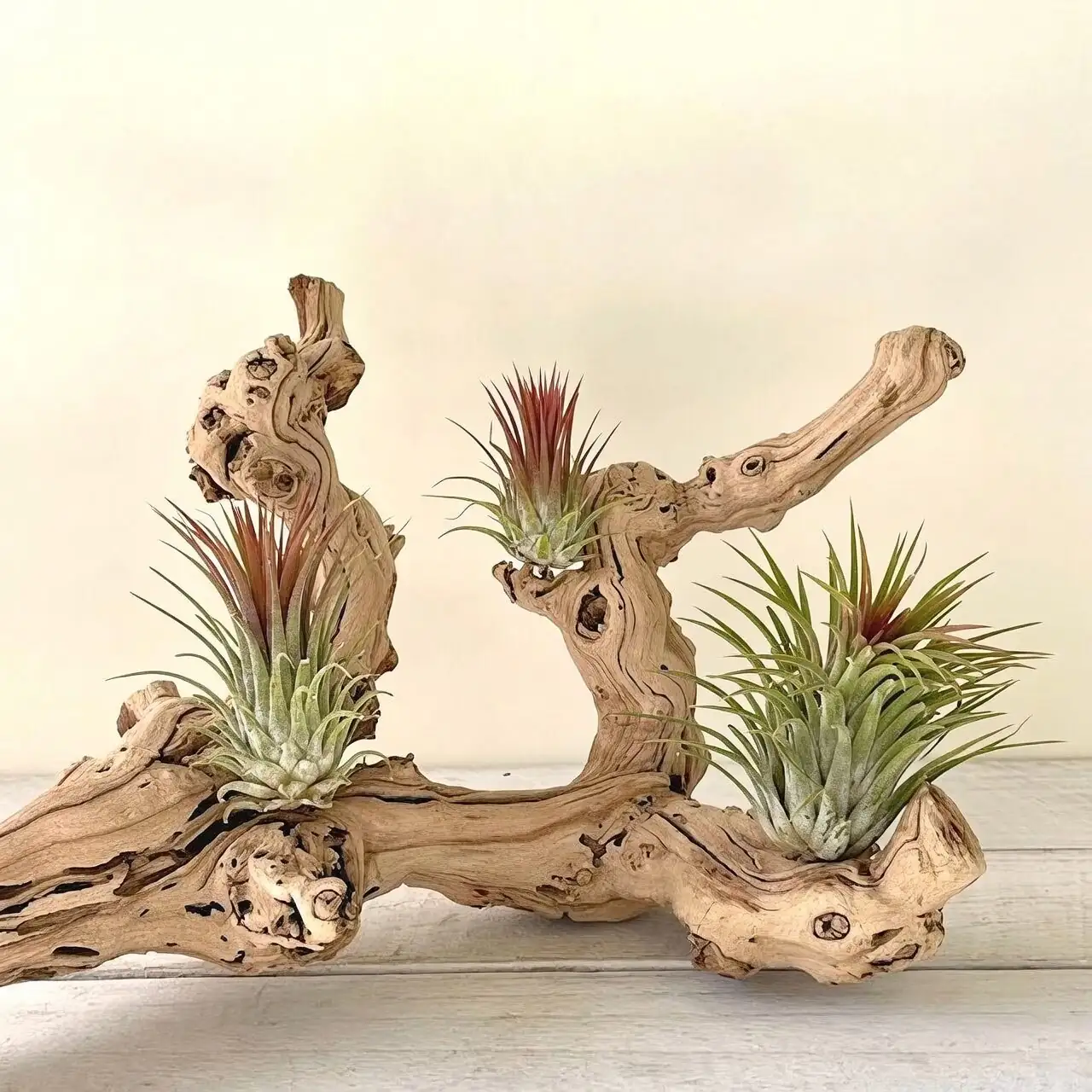 tillandsia on driftwood mount