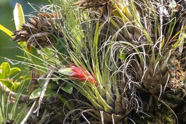 tillandsia leaf trichomes close-up