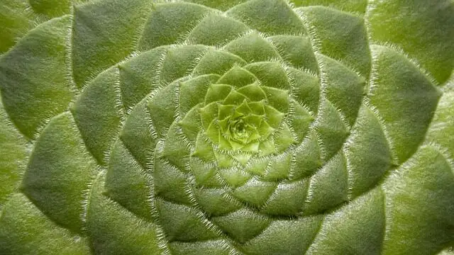 tillandsia rosette shape comparison