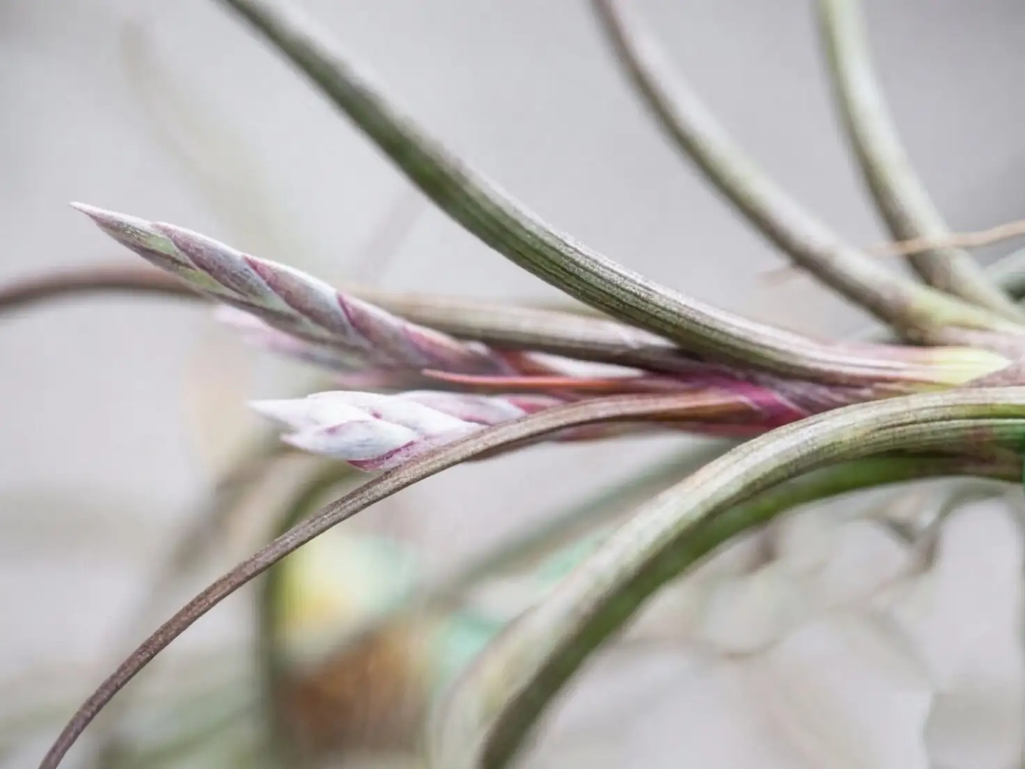 tillandsia base inspection close-up