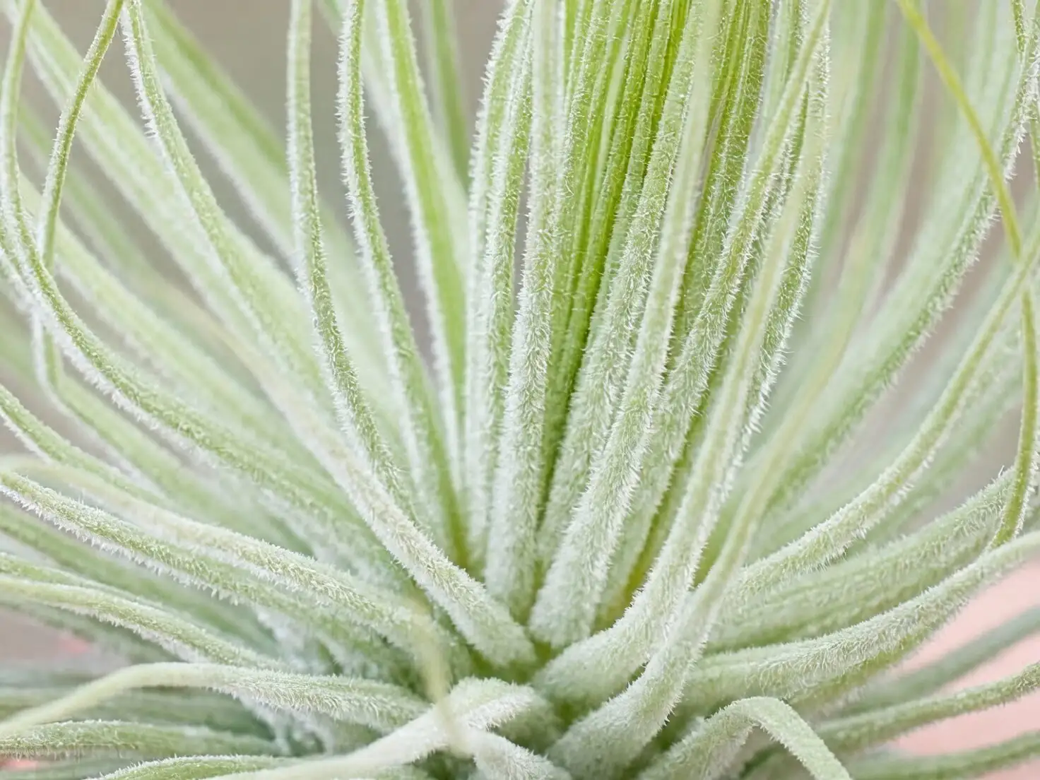 tillandsia trichomes macro close-up
