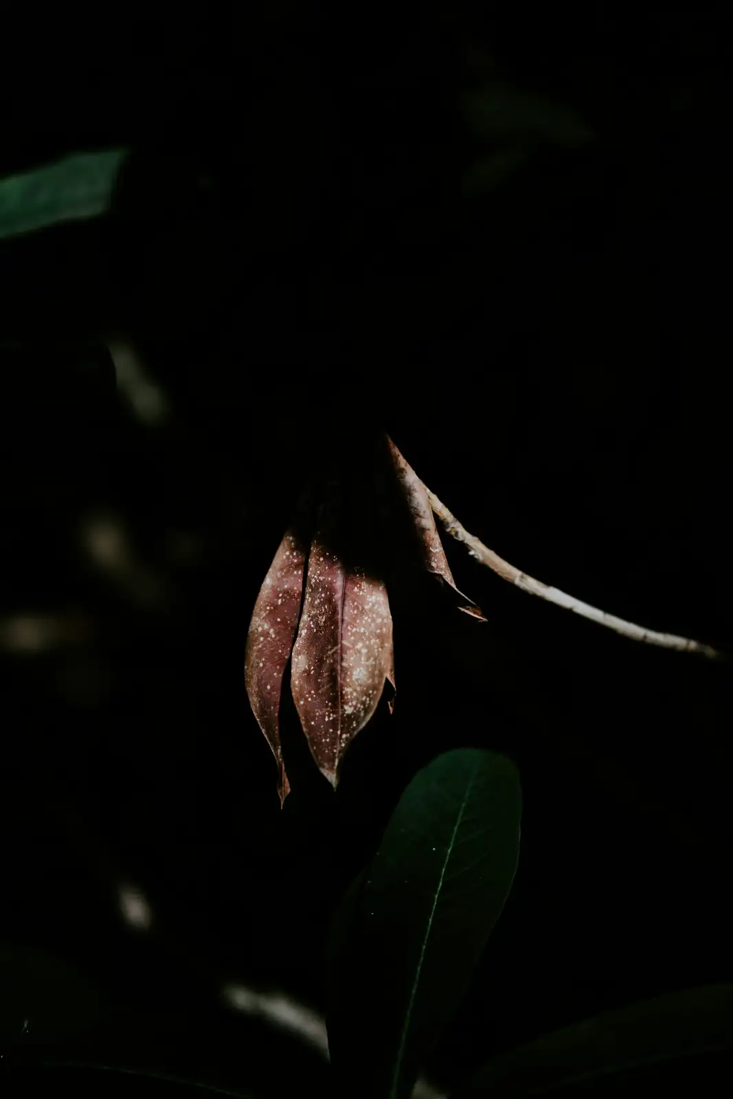 tillandsia leaf tip burn