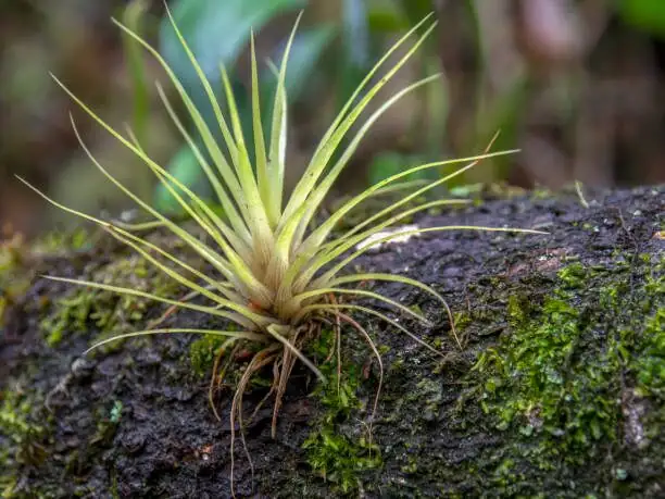 air plant pups close-up