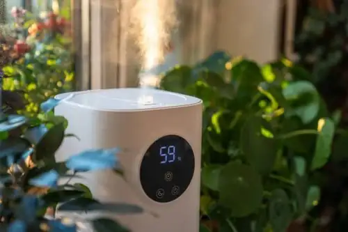 air plant by window humidifier