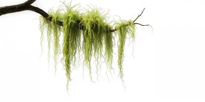 Spanish moss layered hanging S hooks