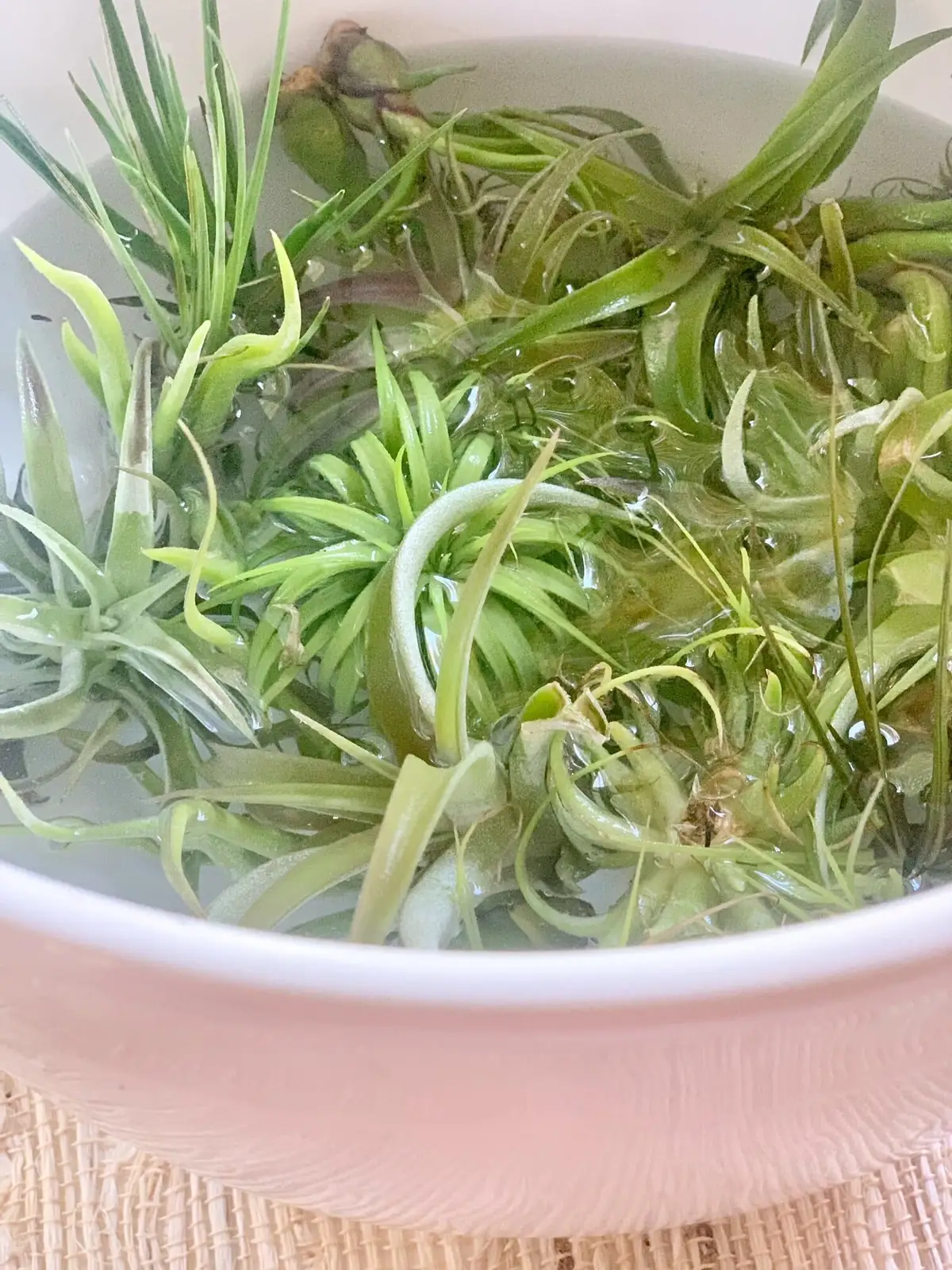 Tillandsia usneoides soaking bowl hands